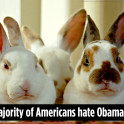 angry-bunnies